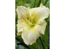 Hemerocallis Arctic Snow 211,9.  3 ..jpg