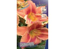 Hemerocallis Avante Garde 339,4.  3 ..jpg