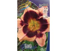 Hemerocallis Bam 278,7 .  2 ..jpg