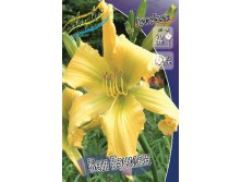 Hemerocallis Ben Bachman 303.  2 ..jpg