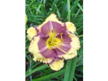 Hemerocallis Blueberry Cream 278,7 .  2 ..jpg