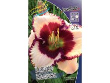 Hemerocallis Border Music 278,7 .  2 ..jpg