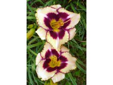 Hemerocallis Canadian Border Patrol 205,8.  2 ..jpg