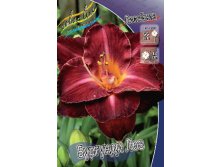 Hemerocallis Burgundy Love 448,7.  3 ..jpg