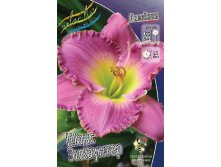 Hemerocallis Chance Encounter 278,7 .  2 ..jpg