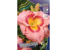 Hemerocallis Cherrystone 193,7.  2 ..jpg