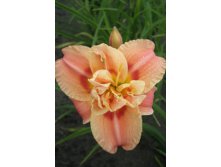 Hemerocallis Congo Coral 448,7.  3 ..jpg