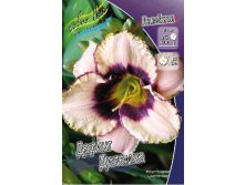 Hemerocallis Daring Dilemna 242,2.  2 ..jpg