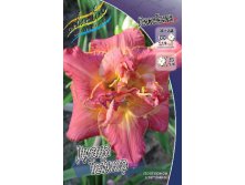 Hemerocallis Diana Taylor 521,5.  3 ..jpg