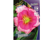 Hemerocallis Dragons Eye 230,10.  2 ..jpg