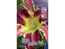 Hemerocallis Eight Miles High 351,5.  2 ..jpg