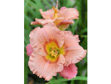 Hemerocallis Elegant Candy 248,3.  3 ..jpg