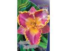 Hemerocallis French Lingerie 351,5.  2 ..jpg