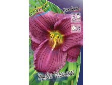 Hemerocallis Grape Velvet 266,5.  3 ..jpg