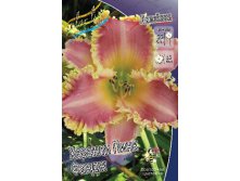 Hemerocallis Heavenly Pink Fang 290,8.  2 ..jpg