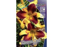 Hemerocallis Indian Sky 303.  2 ..jpg