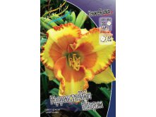 Hemerocallis Irresistable Charm 351,5.  2 ..jpg