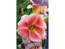 Hemerocallis Little Anna Rosa 254,4.  2 ..jpg