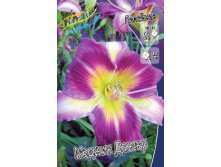 Hemerocallis Magic Dancer 278,7 .  2 ..jpg