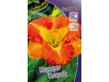 Hemerocallis Margaret Seawright 278,7 .  2 ..jpg