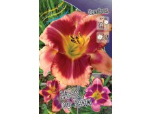 Hemerocallis Mask of Time 315,10.  2 ..jpg