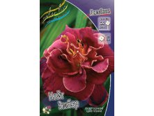 Hemerocallis Night Ember 327,2.  2 ..jpg