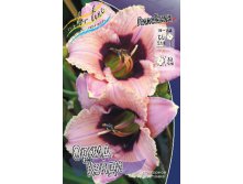 Hemerocallis Orchid Candy 181,5.  2 ..jpg