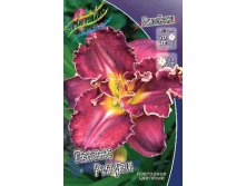 Hemerocallis Pagans Ritual 290,8.  2 ..jpg