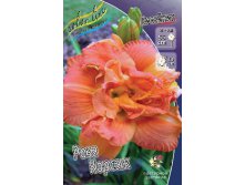 Hemerocallis Rose Corsage 448,7.  3 ..jpg