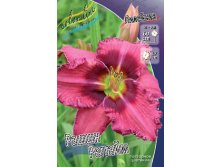 Hemerocallis Russian Ragtime 230,1.  2 ..jpg