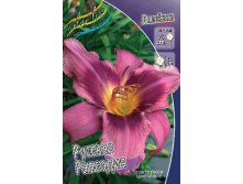 Hemerocallis Russian Rhapsody 230,1.  3 ..jpg