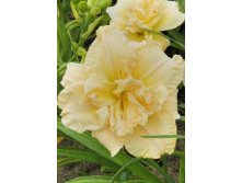 Hemerocallis Schnickel Fritz 357,6.  3 ..jpg