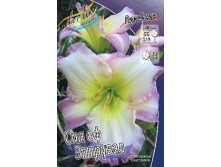 Hemerocallis Seal Of Approval 290,8.  2 ..jpg