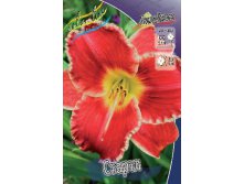 Hemerocallis Startle 278,7 .  2 ..jpg