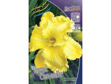 Hemerocallis Texas Sunlight 254,4.  5 ..jpg