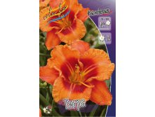 Hemerocallis Tigger 303.  2 ..jpg