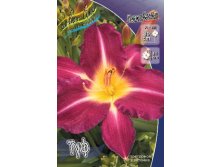 Hemerocallis Tooth 230,10.  2 ..jpg