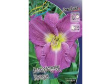 Hemerocallis Unchartered Waters 205,8.  2 ..jpg