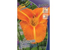 Hemerocallis Tuscawilla Tigris 193,7.  2 ..jpg