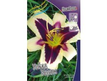 Hemerocallis Wild Horses 278,7 .  2 ..jpg