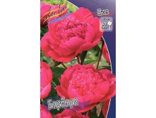 Paeonia Barbara 283,5 .  2 .jpg