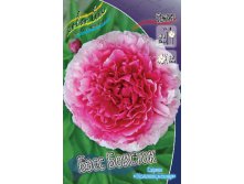 Paeonia Bess Bockstoce 1650,9.  1 ..jpg