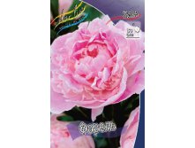 Paeonia Forel 249,5.  2 .jpg