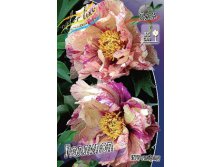 Paeonia ITOH Lollipop 2683,2.  1 ..jpg