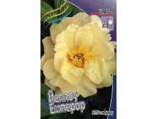 Paeonia ITOH Yellow Emperor 861,6.  1 ..jpg