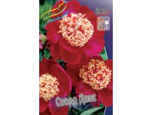 Paeonia Sword Dance 230,10.  2 ..jpg