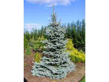 76.  Picea pungens Glauca.jpg