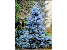 76,9.  Picea pungens Misty Blue.jpg