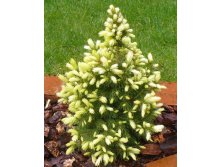 79,2.  Picea glauca Daisys White.jpg