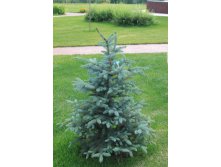 76.  Picea pungens Glauca Arizonica.jpg